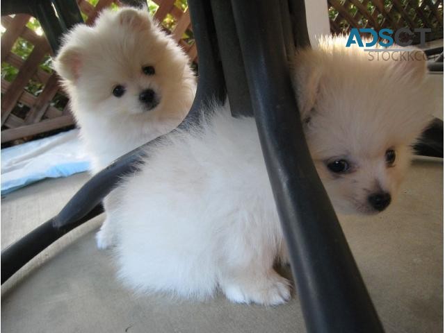 Absolute cute and healthy Pomeranian Pup