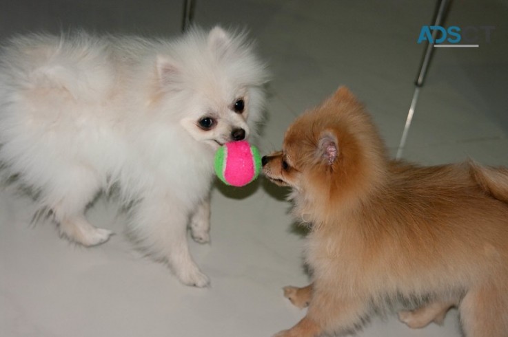 Absolute cute and healthy Pomeranian Pup