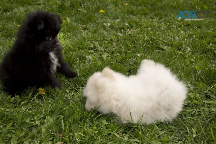 Absolute cute and healthy Pomeranian Pup