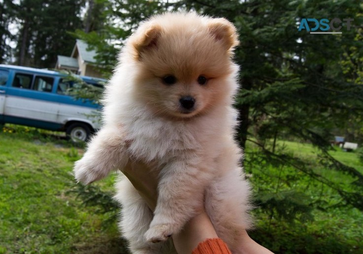 Absolute cute and healthy Pomeranian Pup