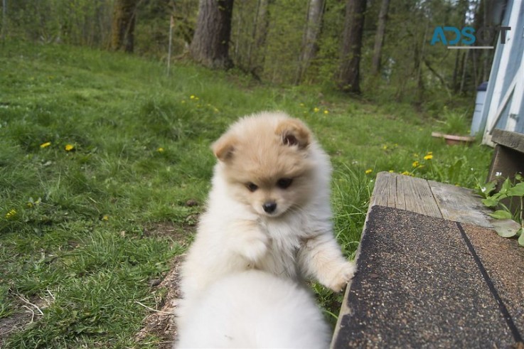 Absolute cute and healthy Pomeranian Pup