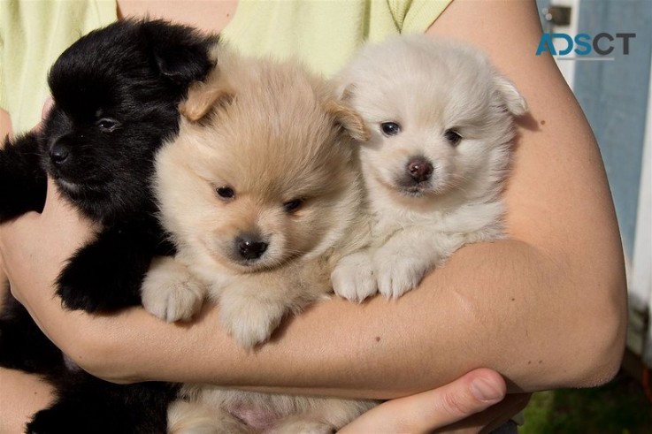 Absolute cute and healthy Pomeranian Pup