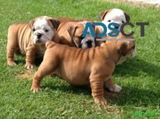 English Bulldog Puppies For sale