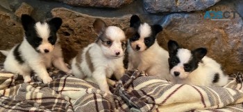 Papillon puppies available now