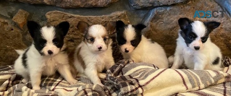 Papillon puppies available now