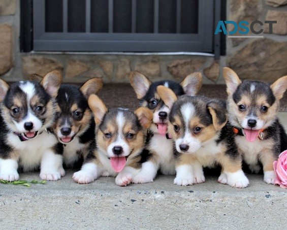 Corgi puppy for sell