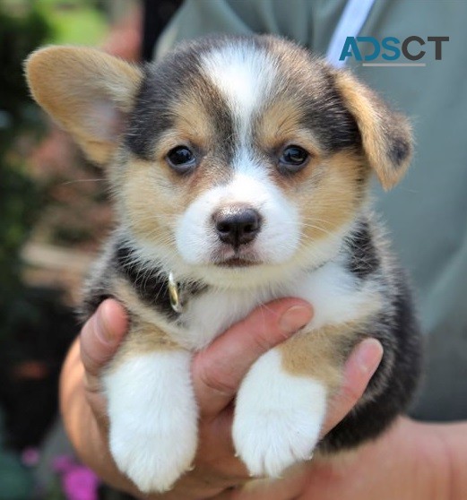 Corgi puppy for sell