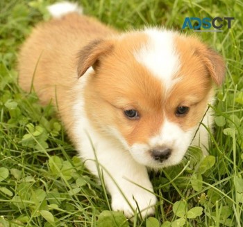 Corgi puppy for sell