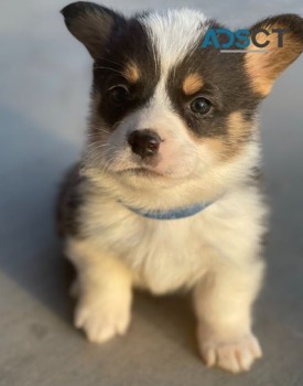 Corgi puppy for sell