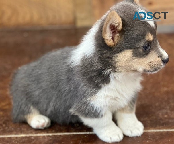 Corgi puppy for sell