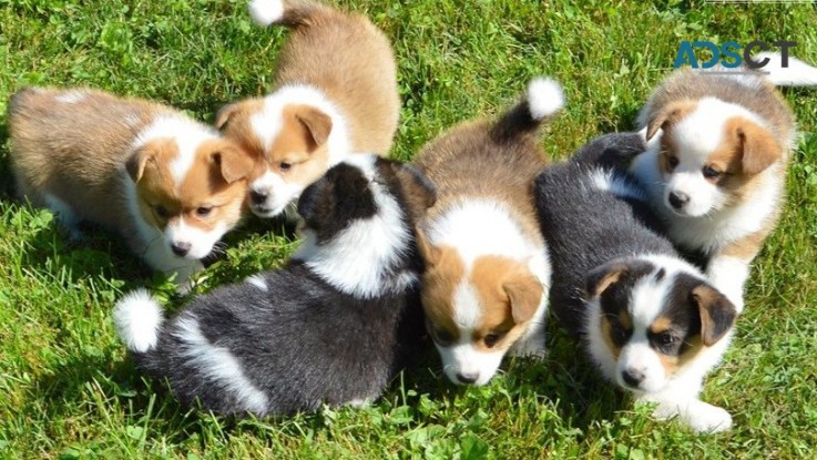 Corgi puppy for sell