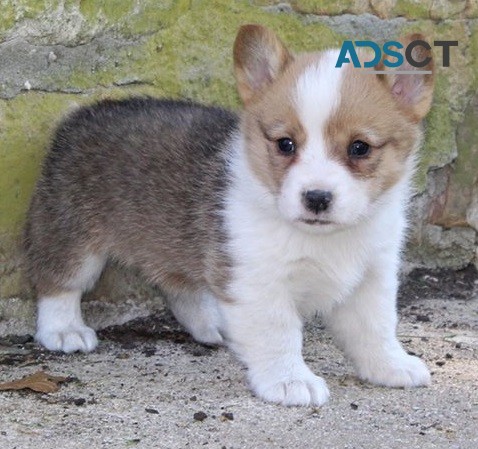 Corgi puppy for sell