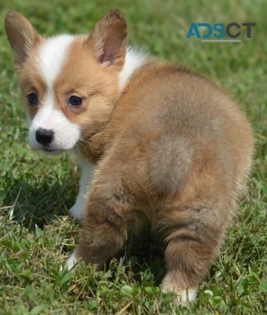 Corgi puppy for sell