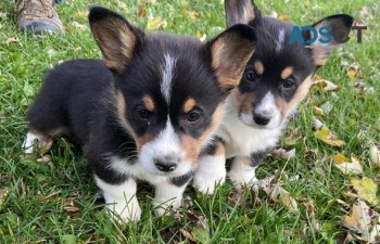  Corgi puppy for sell