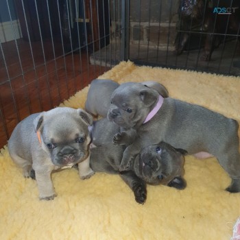 Blue French Bulldog puppies available no