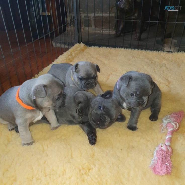 Blue French Bulldog puppies available no