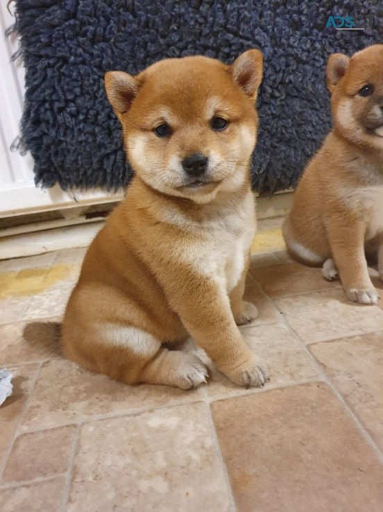 Japanese Shiba Inu puppies for sale