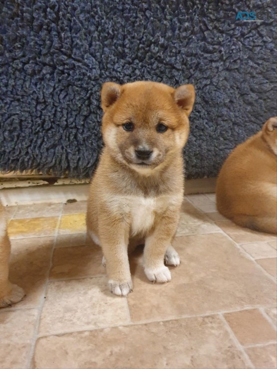 Japanese Shiba Inu puppies for sale