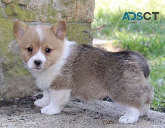  Corgi puppy for sell