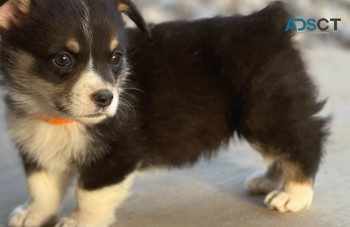  Corgi puppy for sell