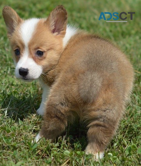  Corgi puppy for sell