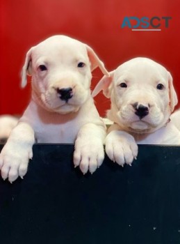 Dogo Argentino puppies.