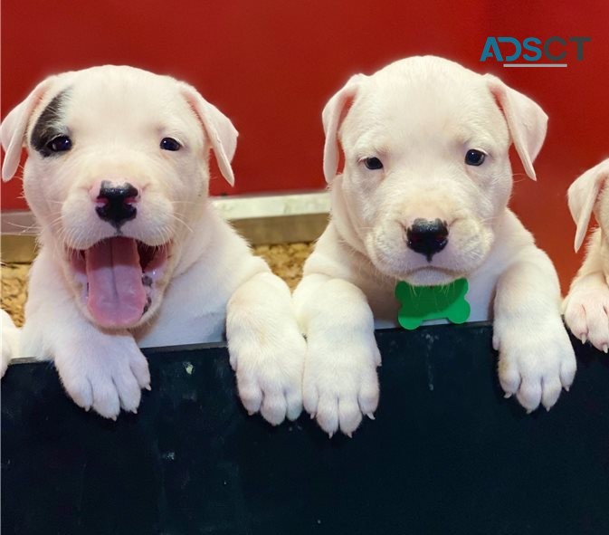 Dogo Argentino puppies.