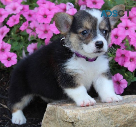  Corgi puppy for sell