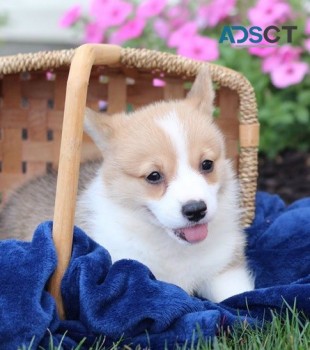  Corgi puppy for sell