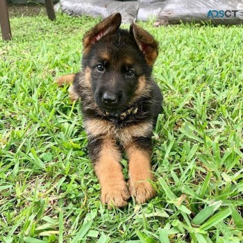 German Shepherd puppies for sale