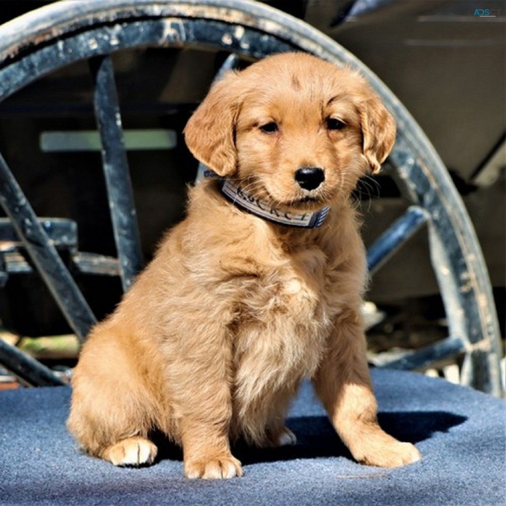 Golden Retreiver for sale