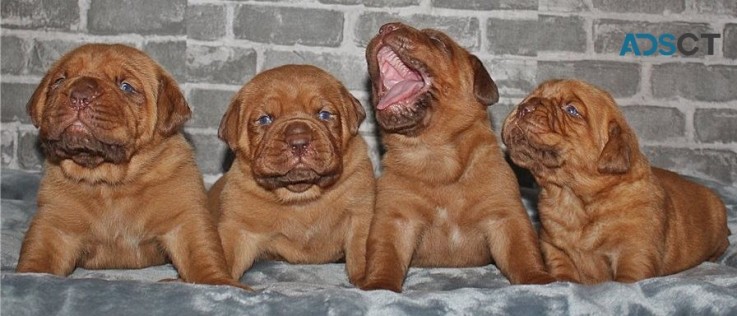 Dogue De Bordeaux puppies 