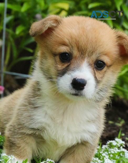 Pembroke Welsh Corgi