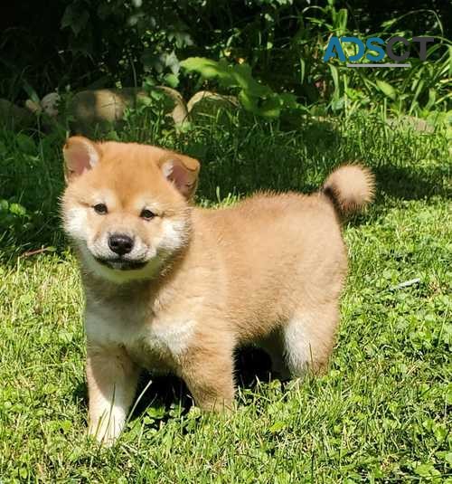 Shiba Inu Puppies