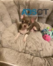 Chihuahua puppies for sale