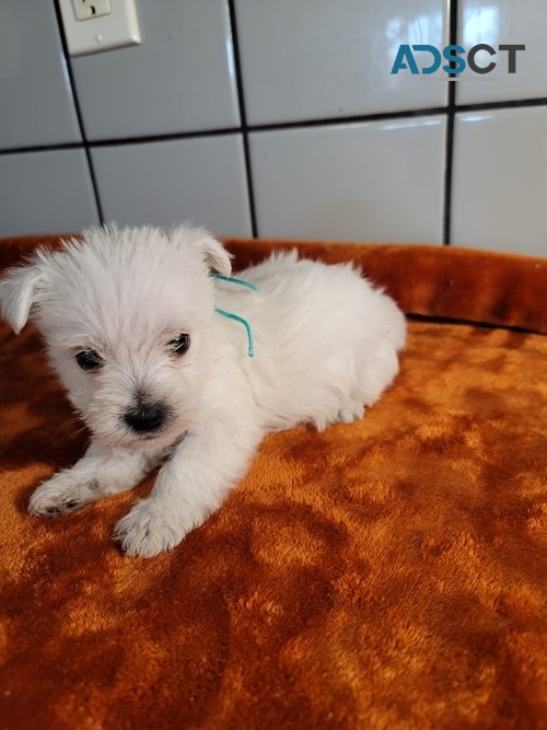  West Highland White Terrier