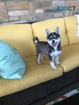 Alaskan Klee Kai