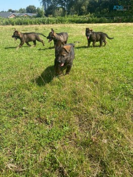 Super Health Tested German Shepherd Pups