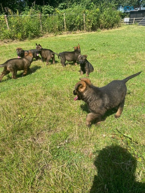 Super Health Tested German Shepherd Pups