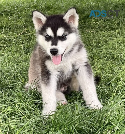 Alaskan Malamute Pups