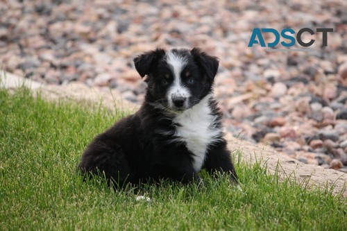  Australian Shepherd