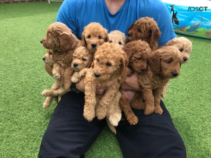 Beautiful Minature Golden Doodle Puppies