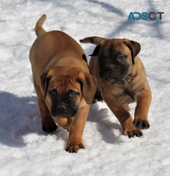 Bullmastiff puppies 