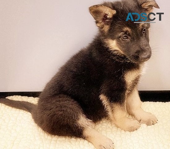 German shepherd puppy for sell 