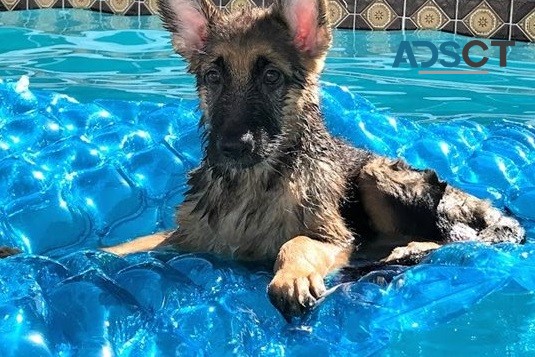 German shepherd puppy for sell 