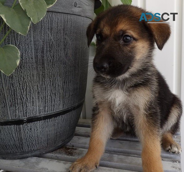 German shepherd puppy for sell 