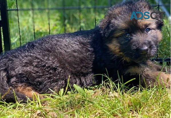 German shepherd puppy for sell 