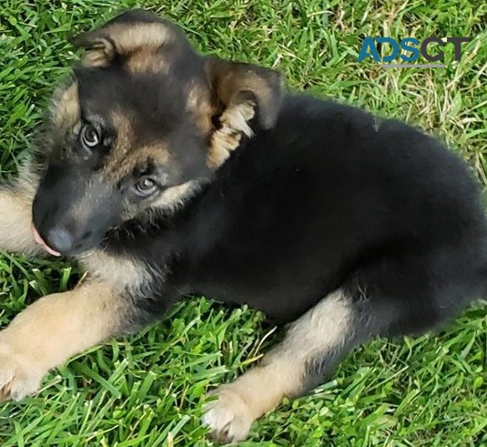 German shepherd puppy for sell 