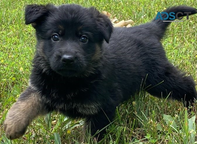 German shepherd puppy for sell 