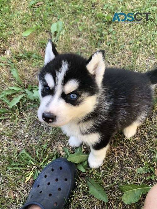 Siberian Husky Puppies